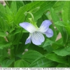 bol euphrosyne hostplant3 volg